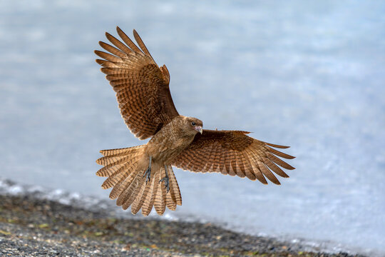 Chimango caracara (Daptrius chimango) in flight. Puerto natales, Patagonia Chili.