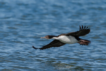 Fototapeta premium Imperial Cormorant (Leucocarbo atriceps) in flight over vibrant blue water.. Punta Arenas, Patagonia, Chili.