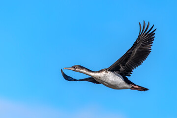 Obraz premium Imperial Cormorant (Leucocarbo atriceps) in flight. Punta Arenas, Patagonia, Chili. Blue sky background. 