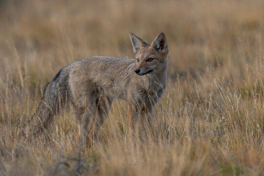 Wild South American gray fox (Lycalopex griseus) also known as the Patagonian fox, the chilla or zorro gris (gray fox or gray zorro). Standing in Grassy Field. Patagonia Chili.