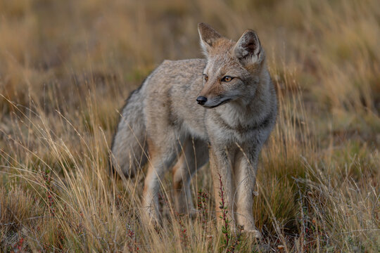 Wild South American gray fox (Lycalopex griseus) also known as the Patagonian fox, the chilla or zorro gris (gray fox or gray zorro). Standing in Grassy Field. Patagonia Chili.