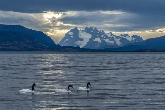 Three Black-necked Swans (Cygnus melancoryphus)  Swimming on Calm Water with Mountain Background. Puerto natales, Patag&oacute;nia, Chili.                         