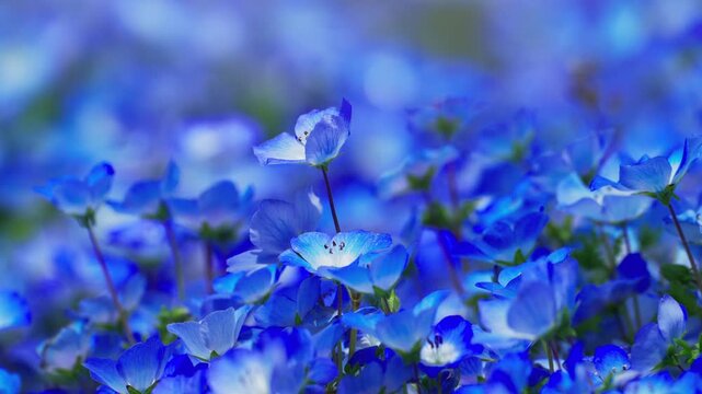ネモフィラの花畑　春イメージ
