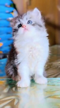 Adorable little grey and white kitten sitting on a glass table