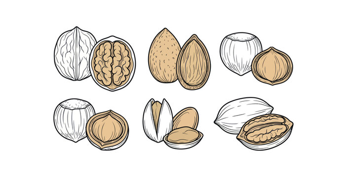Hand Drawn Nuts Collection Vector Illustration