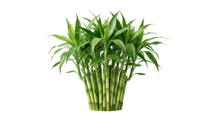 Obraz premium Green lucky bamboo plant with many stalks isolated on transparent background