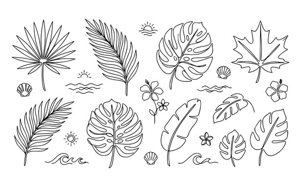 Hand drawn tropical leaves, monstera and botanical foliage outline vector collection for natural decoration
