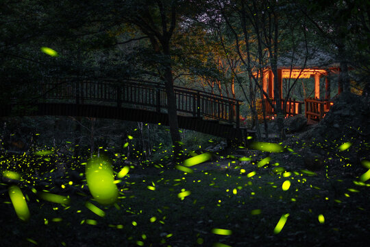 Fireflies glowing around a forest boardwalk at night in Taiwan