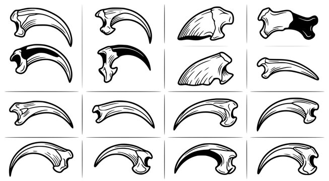 Detailed set of wild animal claws and raptor talons in vector illustration style for biological study or fantasy character design projects on clean isolated white background for easy editing use