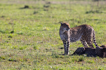 A cheetah stands and looks back over its shoulder beside a resting. Masai Mara National Reserve Kenya. © TheStorygrapher