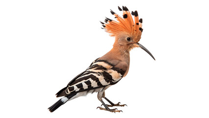 Wild eurasian hoopoe bird standing looking away fauna vector isolated on transparent background © Harry
