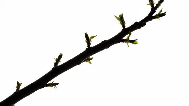 Close-up material of branches, the process of branch germination and growth