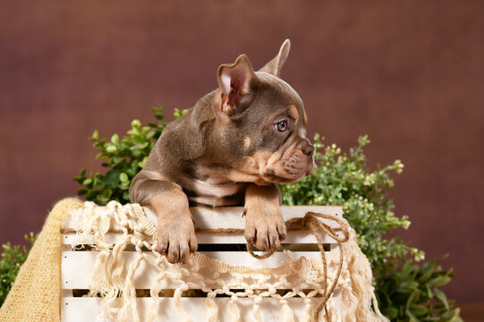 Cute Isabella tan French Bulldog puppy in box in front of brown background