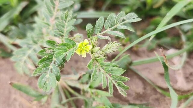 Yellow flower on puncture 