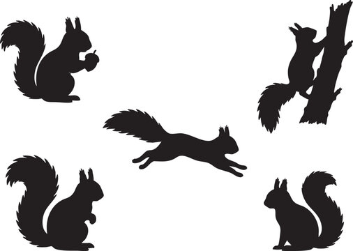 Squirrel Silhouette Set Collection Black Vector Isolated on White Background Wildlife Animal Icons Bundle