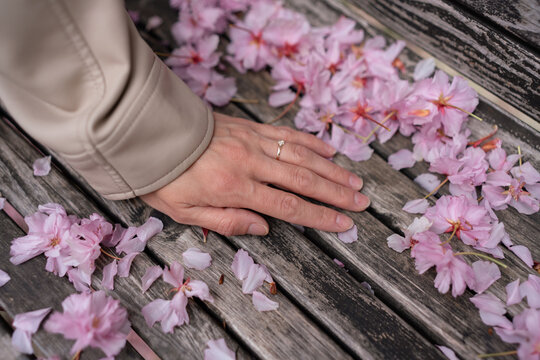 Female hand rests gently on wooden bench surrounded by fallen pink cherry blossoms during a bright spring afternoon