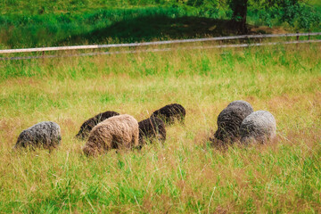 Fototapeta premium High-resolution, close-up color image: a flock of sheep grazing in the Italian Alps along a section of a famous route. Stock photo