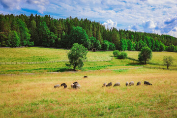 Naklejka premium High-resolution, close-up color image: a flock of sheep grazing in the Italian Alps along a section of a famous route. Stock photo
