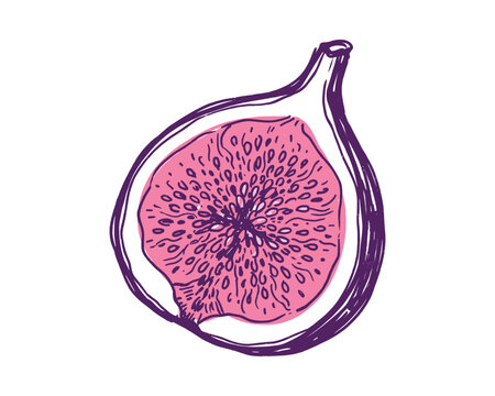 Hand-drawn fig slice vector illustration with pink pulp and purple skin, for menu design