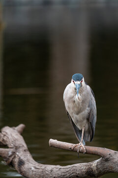 Black-crowned Night Heron Standing on Branch with Intense Red Eyes