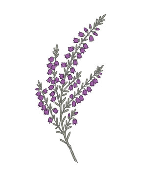 Hand-drawn heather sprig vector illustration with bell-shaped purple flowers and green leaves for botanical designs