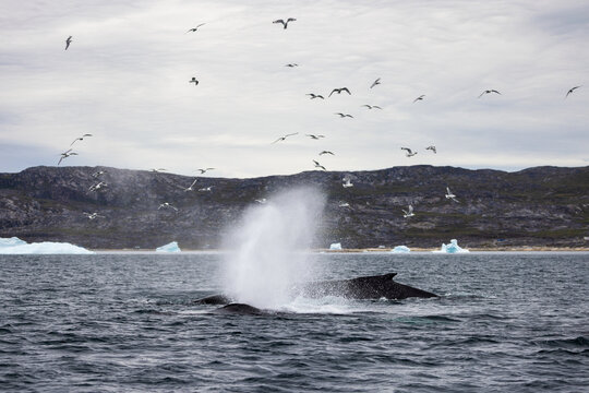 Humpback whales swimming in Greenland