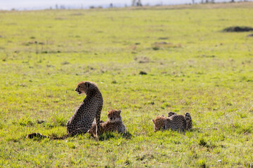 A mother cheetah sits with her cubs on the open grassland. Masai Mara National Reserve Kenya. © theStorygrapher