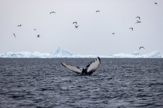 Humpback whale fluke with iceberg in the background and birds in the sky