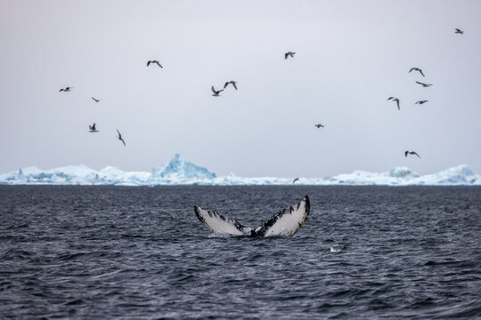 Humpback Whale Fluke with birds and blue iceberg in the background in Disko Bay near Ilulissat, Greenland