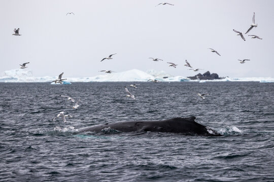 Back of a Humpback whale swimming in the sea