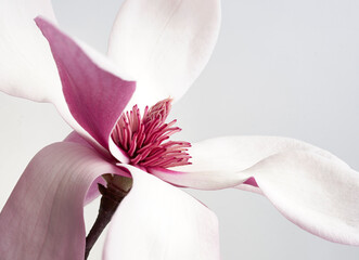 Close Up of Pink Magnolia Flower Bloom with Delicate Petals © DEWINs