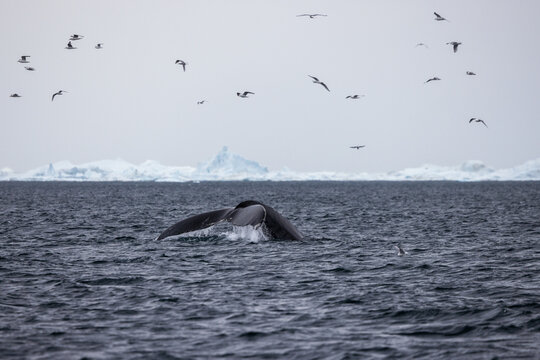 Humpback Whale Fluke in Ilulissat Icefjord, Greenland