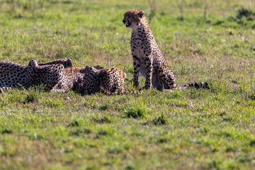 A cheetah cub sits beside adults resting in the grass. Masai Mara National Reserve Kenya. © theStorygrapher