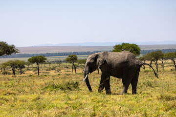 An African bush elephant walks across the open savanna. Masai Mara National Reserve Kenya. © TheStorygrapher
