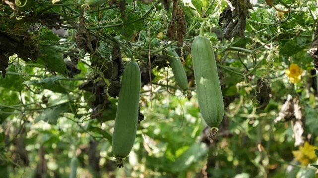 Green luffa fruits hang on climbing vines with yellow flowers in a dense garden trellis. Plant support.