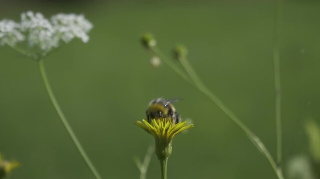 bumblebee on a flower collects the nectar and flies away video