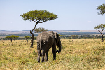 Lone African bush elephant grazing beneath an acacia tree. Masai Mara National Reserve Kenya. © theStorygrapher