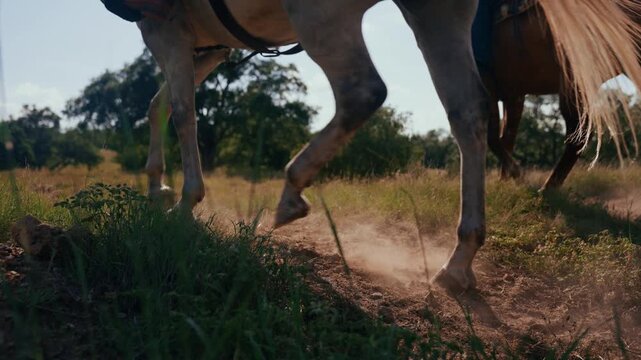 horses passing by on a ranch in texas