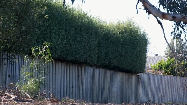 Vertical timber paling fence topped with tall privacy tree hedge with new growth along the top in a suburban backyard. Boundary line of a residential&nbsp;neighborhood in Australia