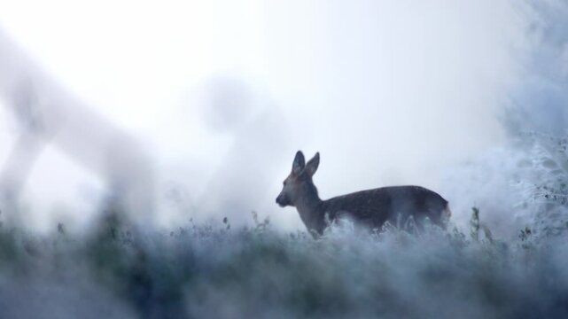 European Roe Deer Foraging in Frosty Farmland at Winter Sunrise | 4K Wildlife
