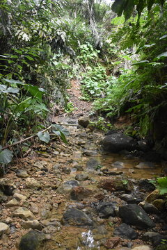 Cascading stream flows gently through dense jungle floor. Rocks and moss-covered stones line the water's path. Foliage sways softly, framing the narrow waterway