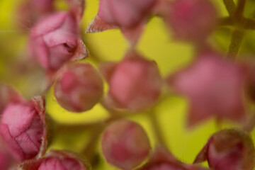 makro nah blume pink © fotorena.de