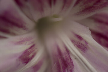 makro nah blume pink © fotorena.de