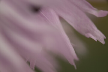 makro nah blume pink © fotorena.de