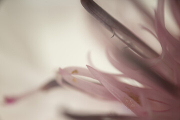 makro nah blume pink © fotorena.de