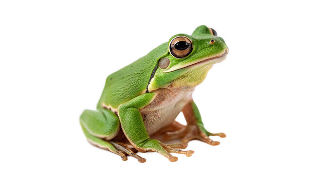 Small green tree frog sitting calmly wildlife amphibian animal isolated on transparent background