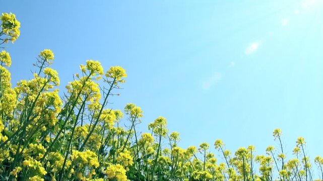 光差す青空と風に揺れる菜の花　レール撮影