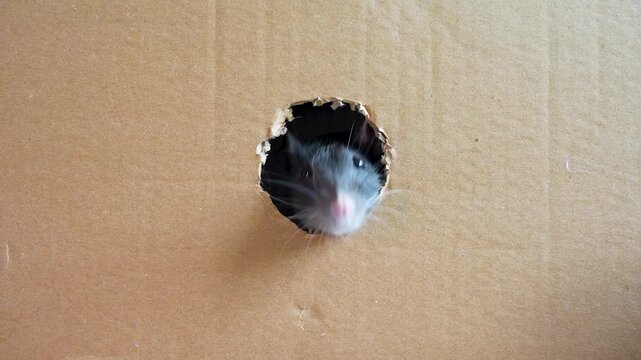 A cute black pet rat peeking out from a torn hole in a paper cardboard box, funny indoor animal