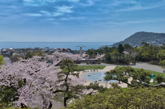 海を望む桜の公園