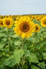 Fototapeta premium Closeup sunflower head in expansive field of yellow blooms beneath soft sky, with sharp petals, rich central disk, and layered floral rows fading toward distant trees